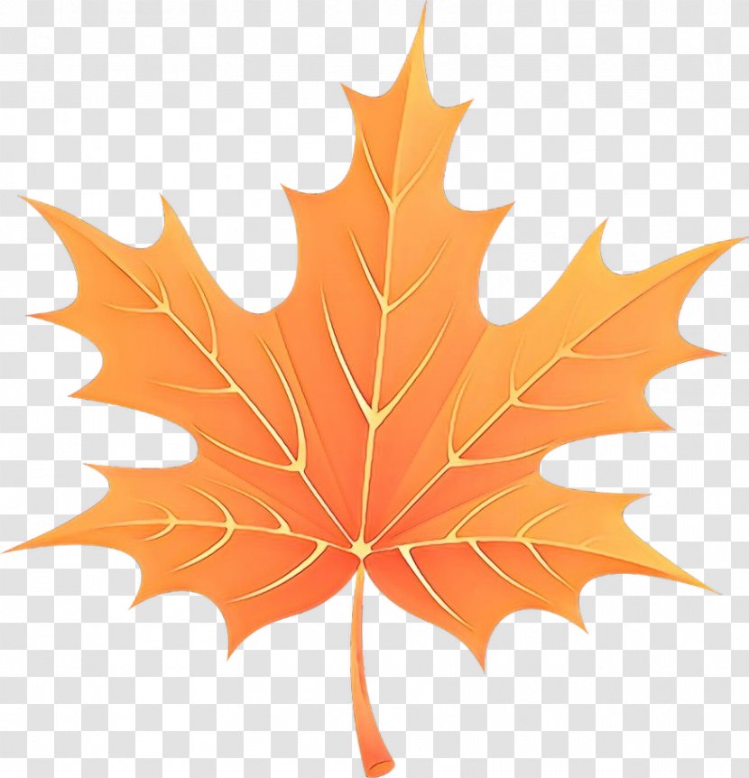 Maple Leaf - Deciduous - Planetree Family Transparent PNG
