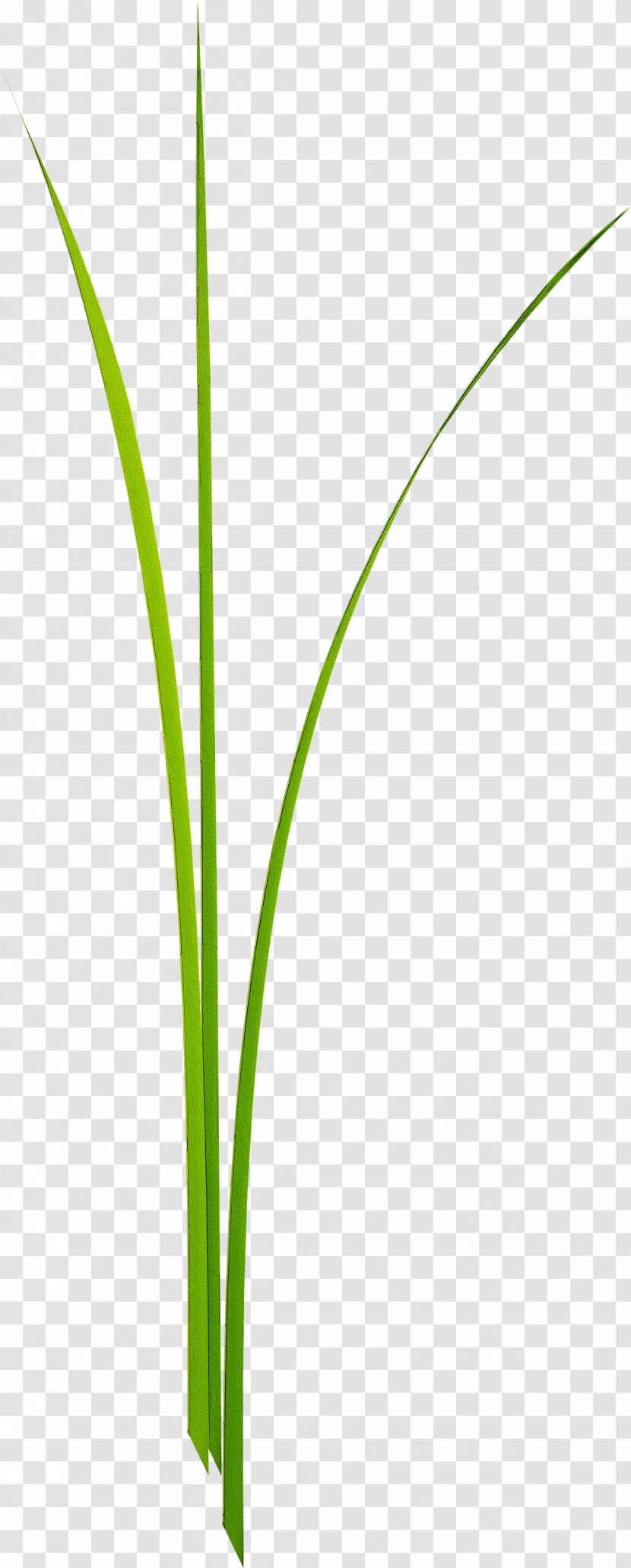Leaf Grasses Green Plant Stem - Family - Grass Transparent PNG