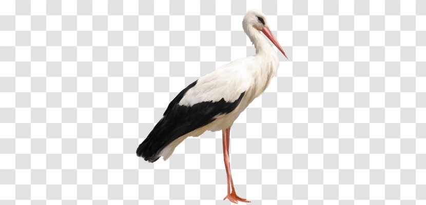 Bird White Stork Clip Art - Neck Transparent PNG