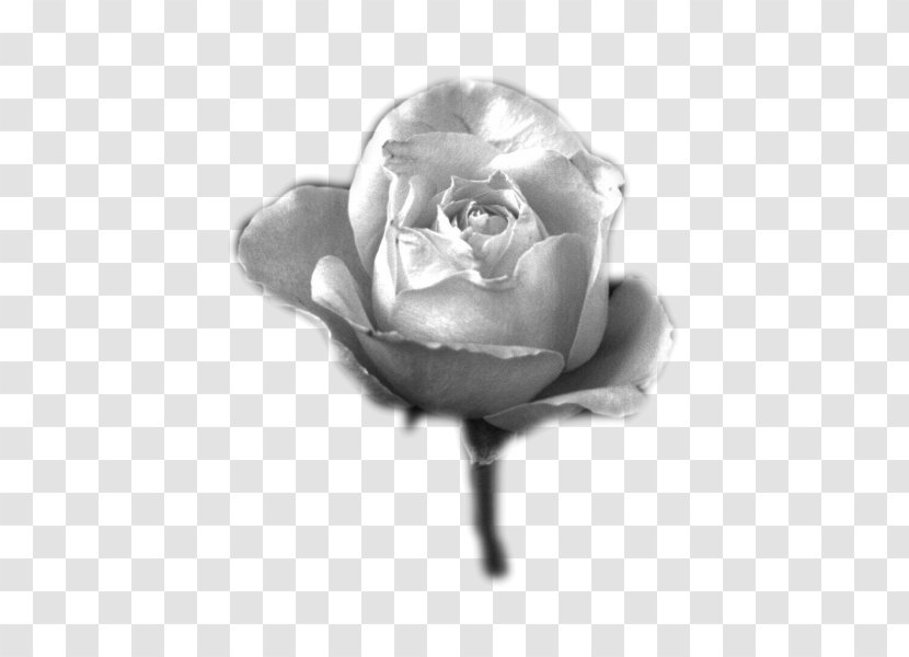 Black And White Garden Roses Blog Photography Grayscale - Inventions Transparent PNG