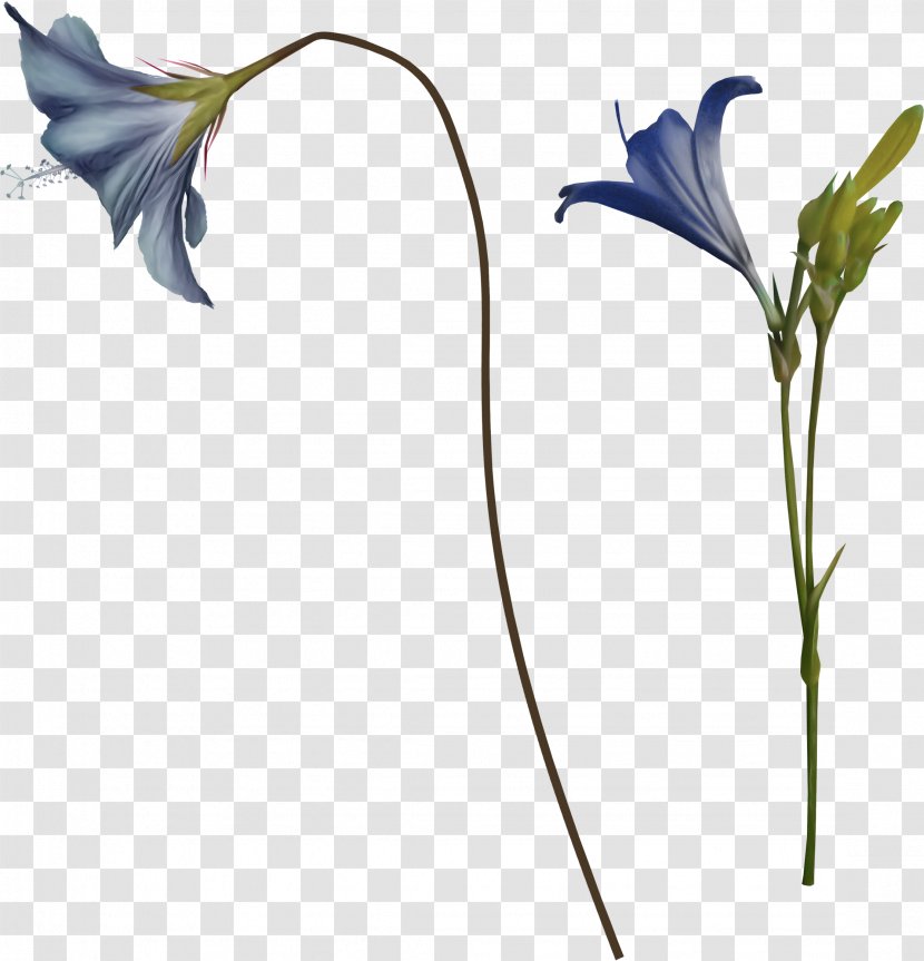 Flower Illustration Image Clip Art - Leaf - Speck Background Transparent PNG