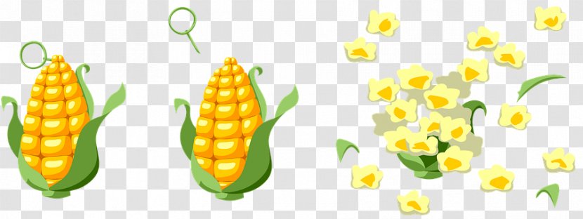Popcorn Corn On The Cob Maize Vegetarian Cuisine Sweet - Petal - Ear Of Transparent PNG
