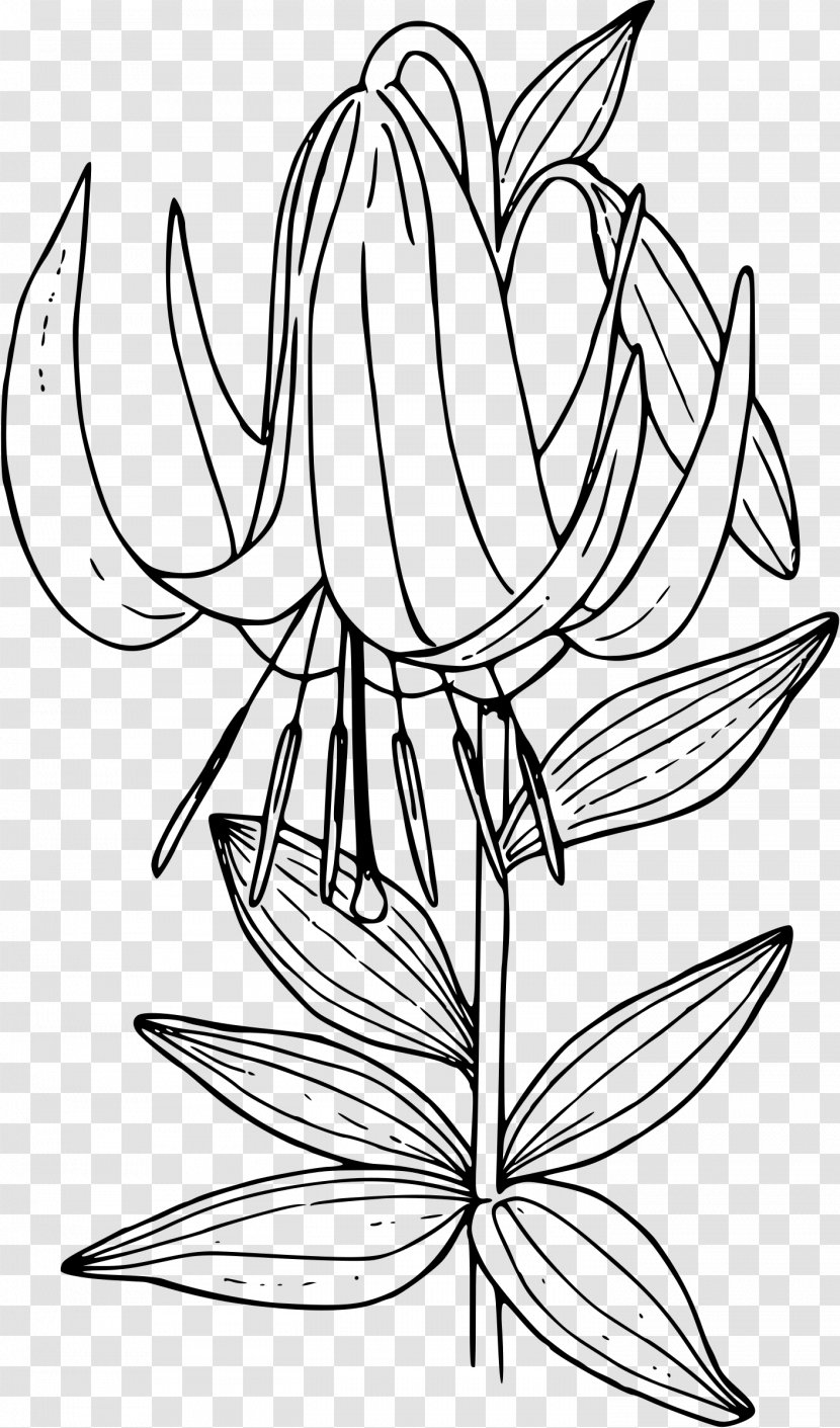 Lilium Washingtonianum Philadelphicum Line Art Columbianum Clip - Lilies Clipart Transparent PNG