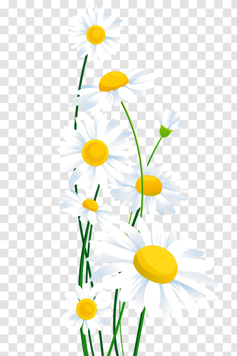 Common Daisy Flower Clip Art - Wildflower Transparent PNG