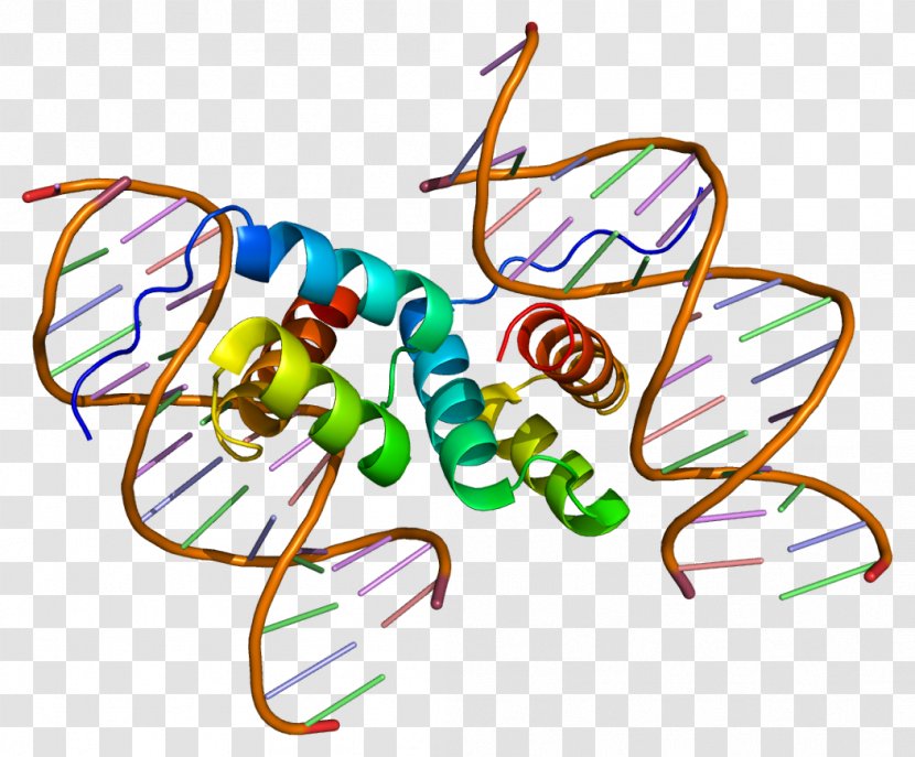 PDX1 Protein Homeobox Transcription Factor Gene - Shoe Transparent PNG