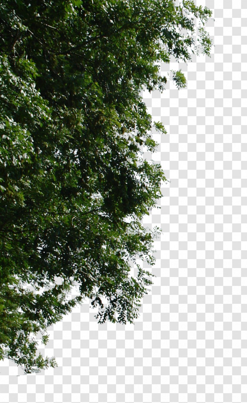 Tree Oak Cottonwood - Grass Transparent PNG