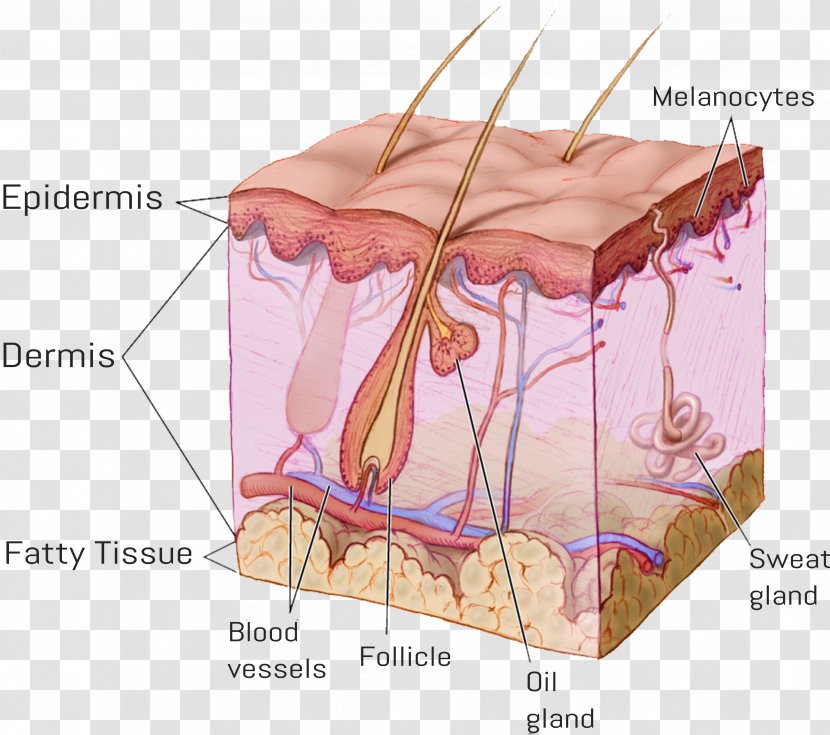 Human Skin Subcutaneous Tissue Epidermis - Watercolor - Hair Follicle Transparent PNG