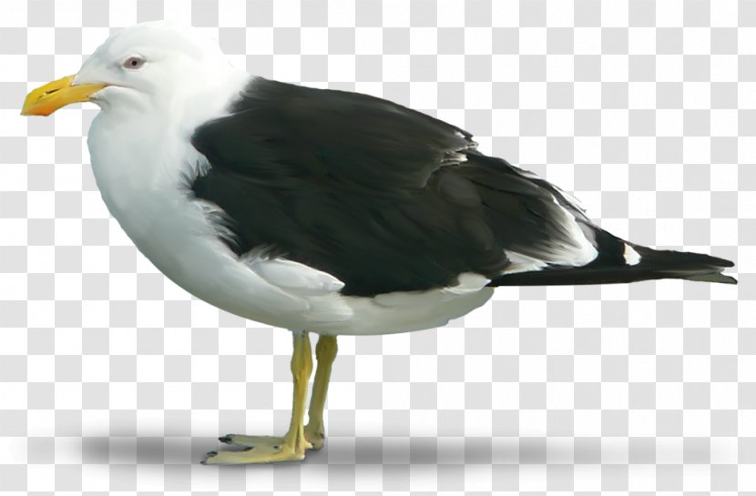Great Black-backed Gull European Herring Bird - Large Whiteheaded Gulls Transparent PNG