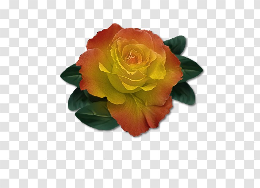 Garden Roses Cabbage Rose Floribunda Flower - Petal Transparent PNG