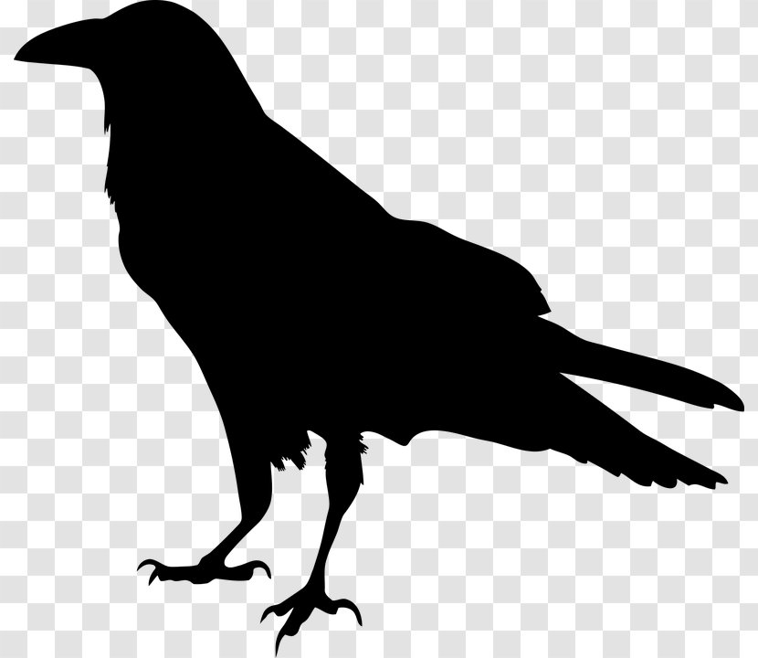 American Crow Common Raven Silhouette Clip Art - Like Bird - Vogelschwarz Transparent PNG