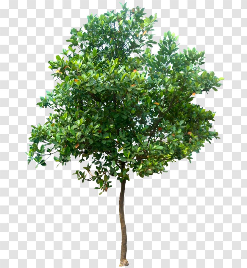 Tree Stock Photography Royalty-free Clip Art - Trees Transparent PNG