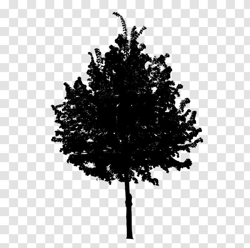 Clip Art Vector Graphics Image Tree - Red Pine - Photo Transparent PNG
