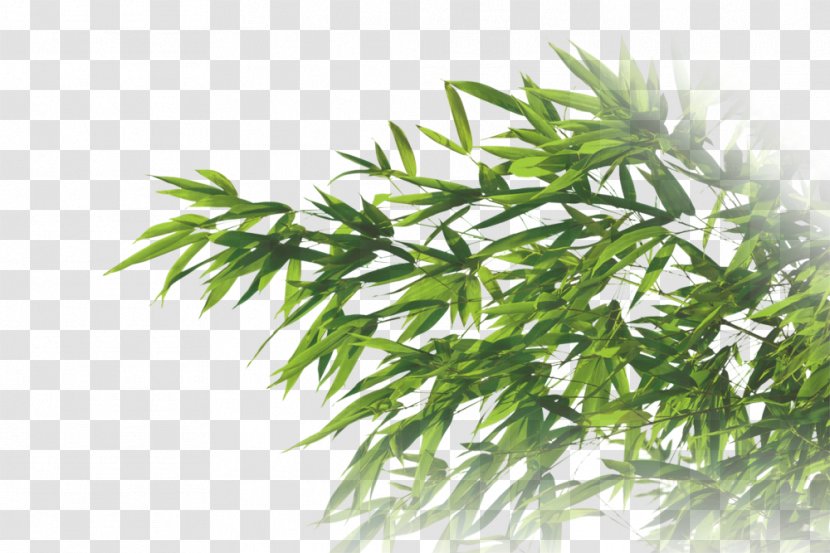 Gum Trees Branch Stock Photography Leaf - Houseplant - Tree Transparent PNG