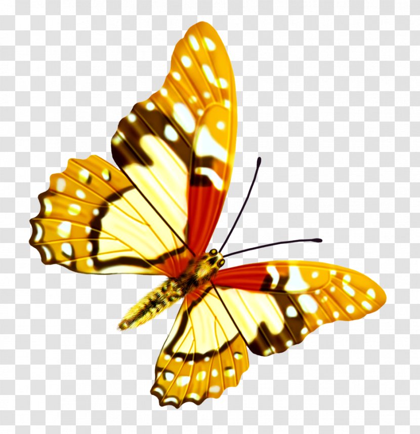 Butterfly - Invertebrate - Pieridae Transparent PNG