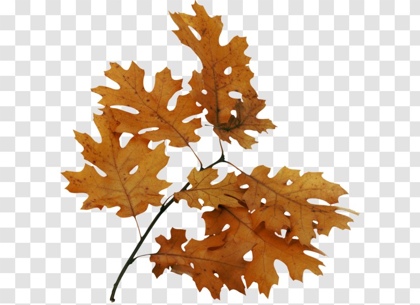 Bur Oak Leaf Image Tree - Sweetgums Transparent PNG