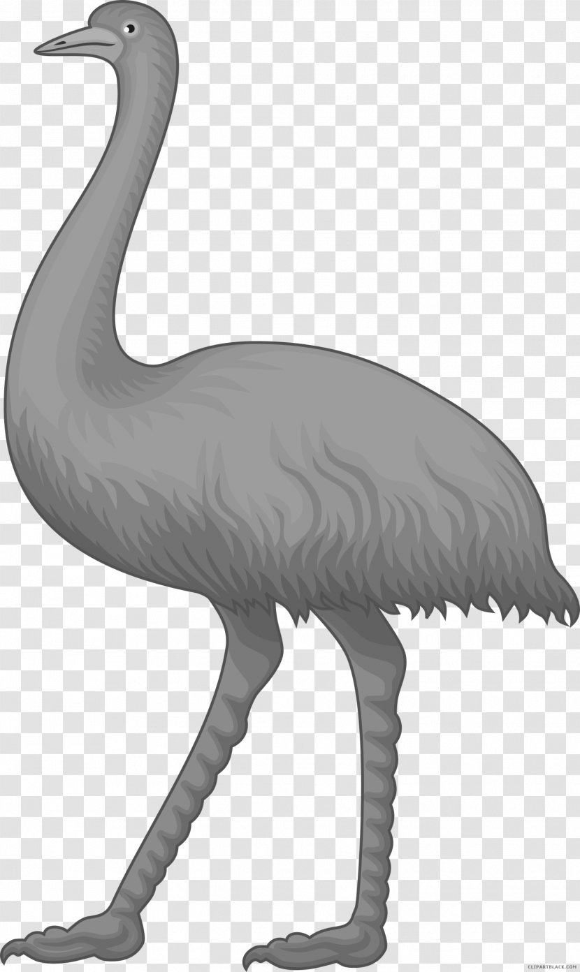 Common Ostrich Bird Clip Art Image - Black And White Transparent PNG