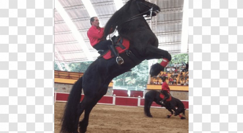 Stallion Friesian Horse Equestrian Puebla Bowing - Hacienda Los Picachos Transparent PNG