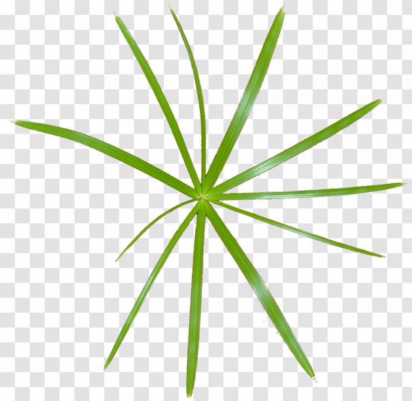 Leaf Grasses Plant Stem Transparent PNG