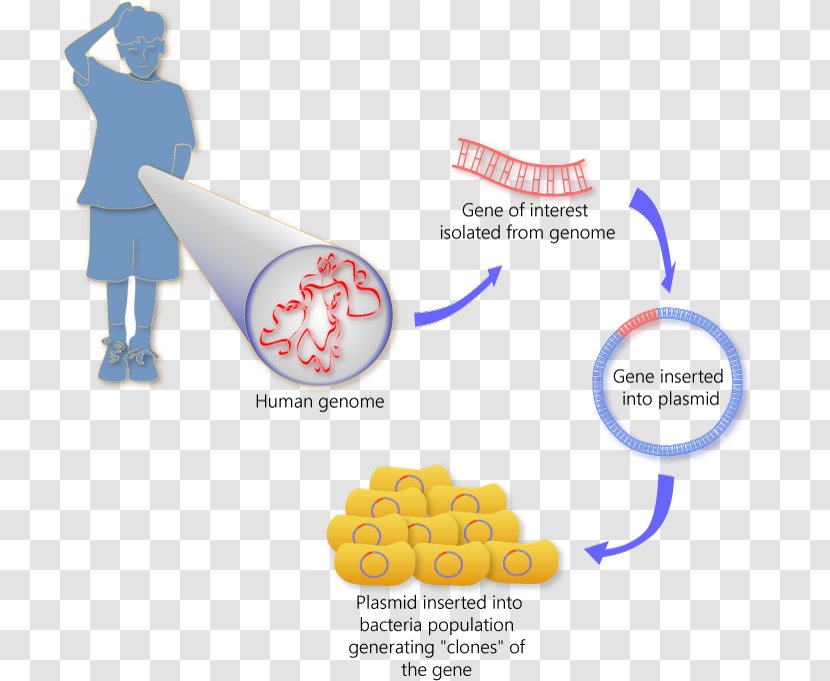 Molecular Cloning Genetics Somatic Cell Nuclear Transfer - Organism - Human Diagrams Transparent PNG