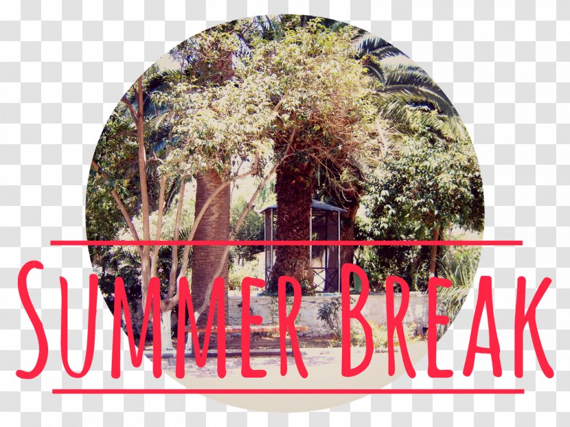 Stock Photography Tree Font - Summer Break Transparent PNG