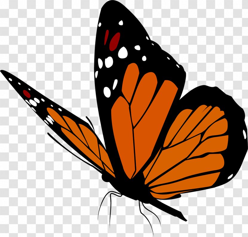 Butterfly Insect Clip Art - Butterflies Transparent PNG