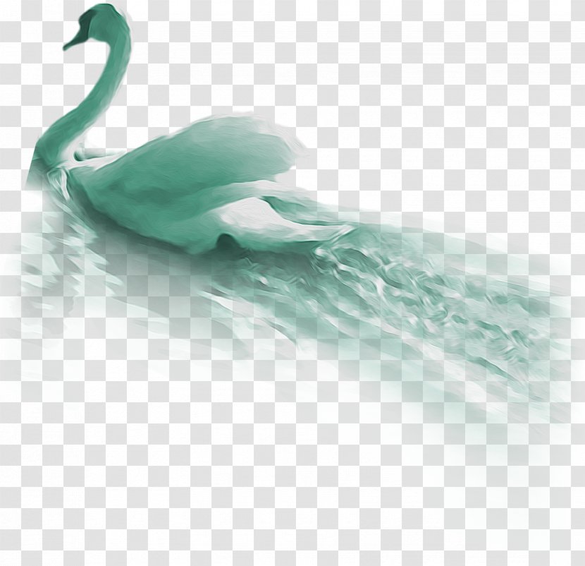 Duck Green Feather Beak Wallpaper - Turquoise - Goose Transparent PNG