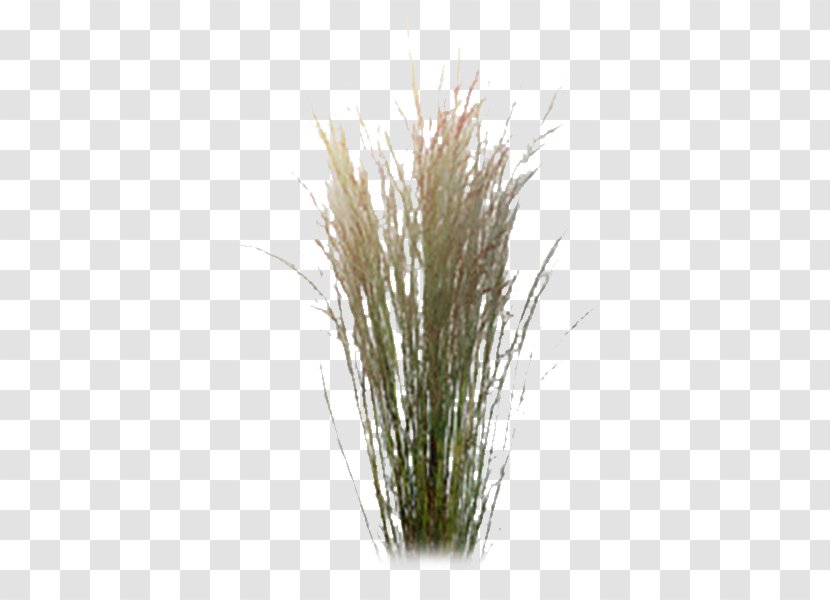 Black Locust Ornamental Grass Chinese Silver Plant Pampas - Commodity Transparent PNG