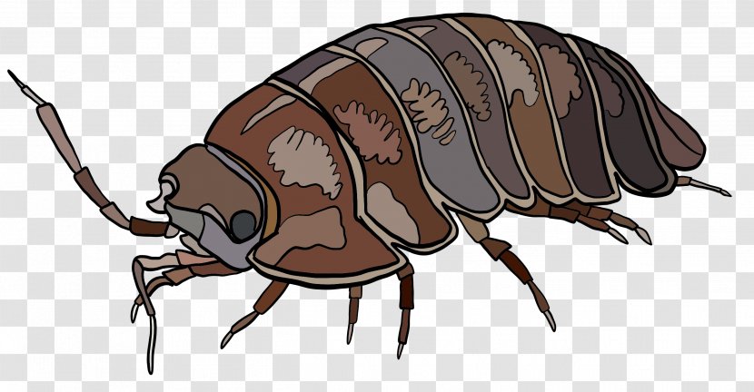 Weevil Beetle Decapoda Pest Cartoon Transparent PNG