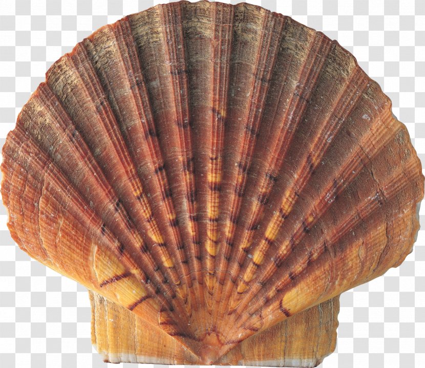 Seashell Conch Nature - Clams Oysters Mussels And Scallops - Seashells Transparent PNG