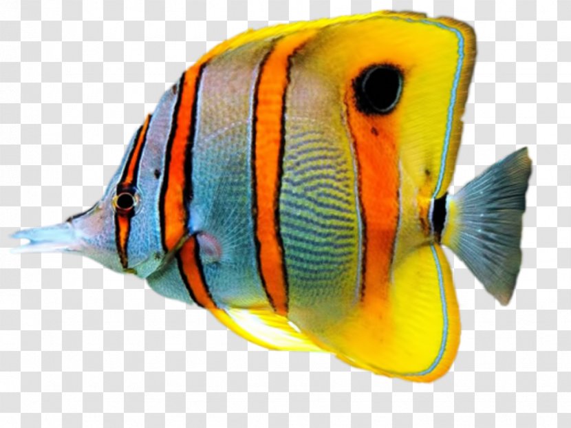 Tropical Fish Sea Aquarium Drawing - Ornamental Transparent PNG