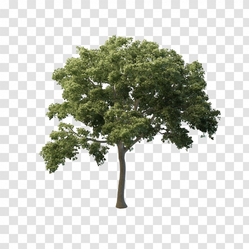 Tree Butternut Eastern Black Walnut Fraxinus Americana Shrub - Branch - Oak Transparent PNG