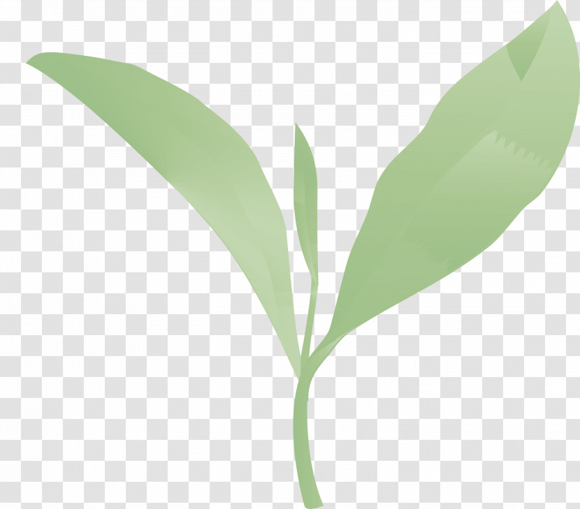 Tea Leaves Leaf Spring Transparent PNG