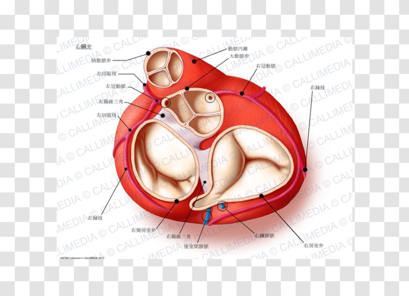 Heart Valve Aortic Anatomy Aorta - Flower Transparent PNG