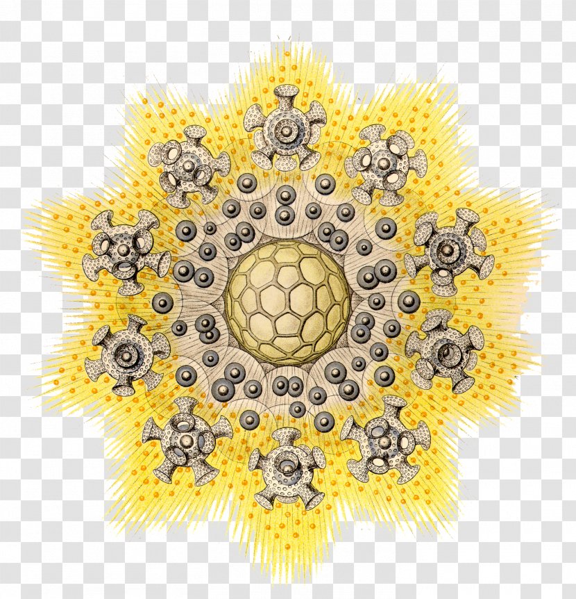 Art Forms In Nature Radiolaria Biology Ecology Science - Mathematics - Flower Horn Transparent PNG
