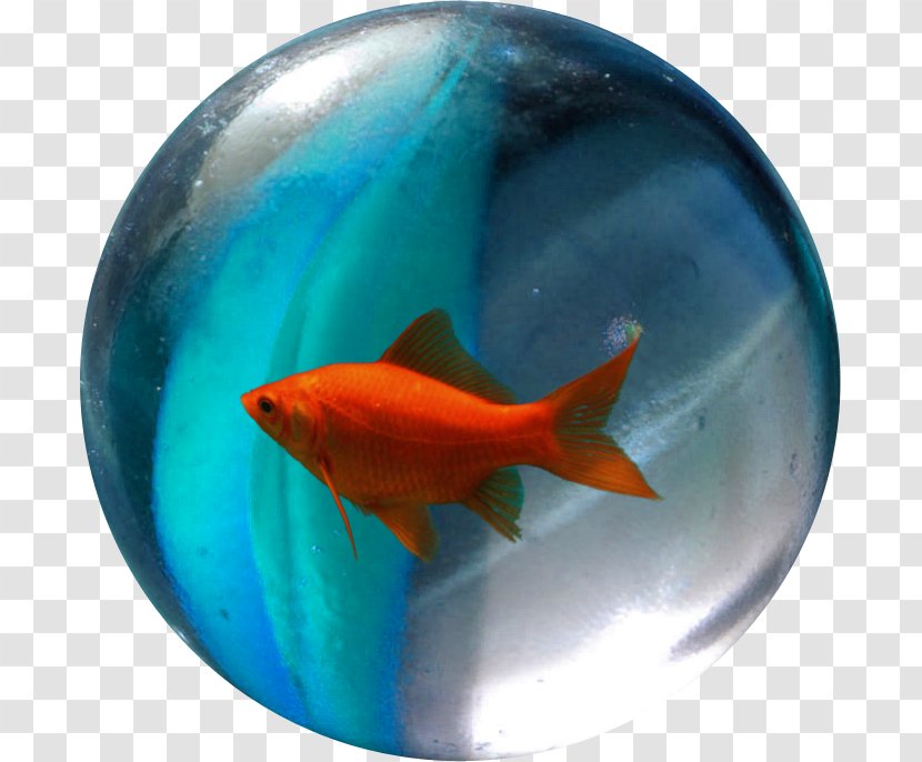 Goldfish Marine Biology - Fish Transparent PNG