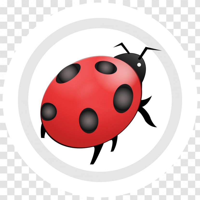 Ladybird - Computer Software - Beetle Ladybug Transparent PNG