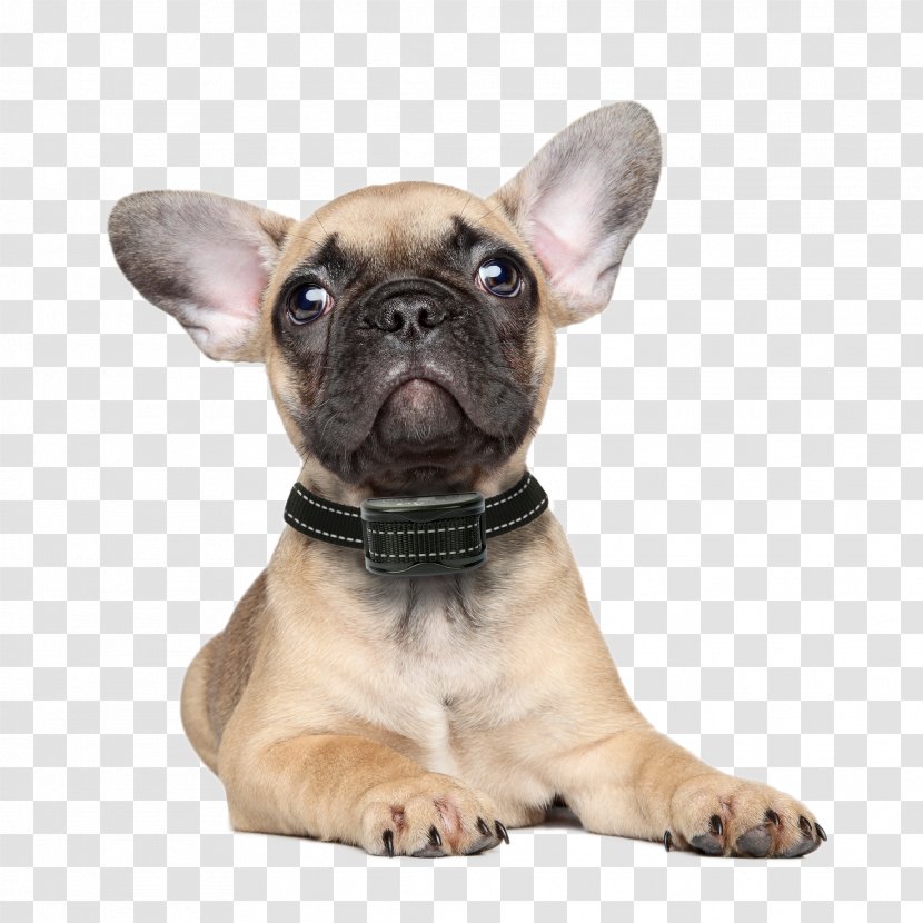 French Bulldog Puppy Chihuahua Rottweiler - Stock Photography Transparent PNG