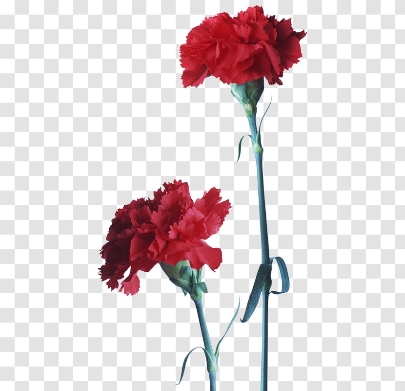 Carnation Flower Clip Art - Petal Transparent PNG
