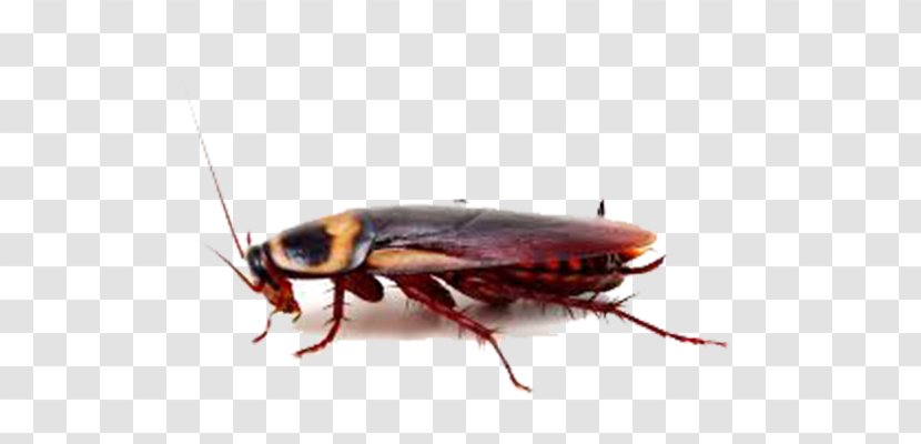 American Cockroach Insect Pest Control - Infestation Transparent PNG