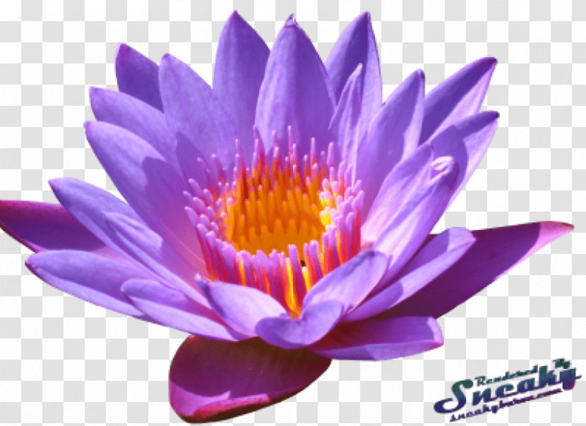 Sacred Lotus Clip Art Image Flower - Proteales Transparent PNG