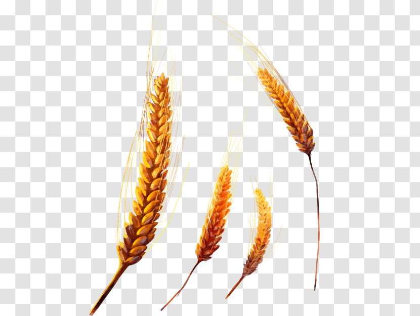 Emmer Einkorn Wheat Common Cereal Grain - Commodity - Ear Transparent PNG