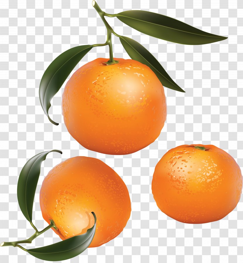 Mandarin Orange Tangerine Citrus × Sinensis Clip Art - Rangpur Transparent PNG
