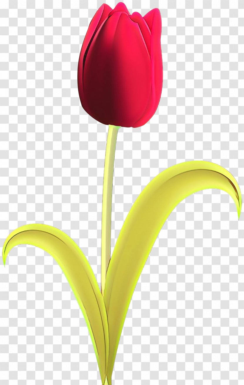 Flower Tulip Petal Plant Yellow - Pink - Closeup Transparent PNG