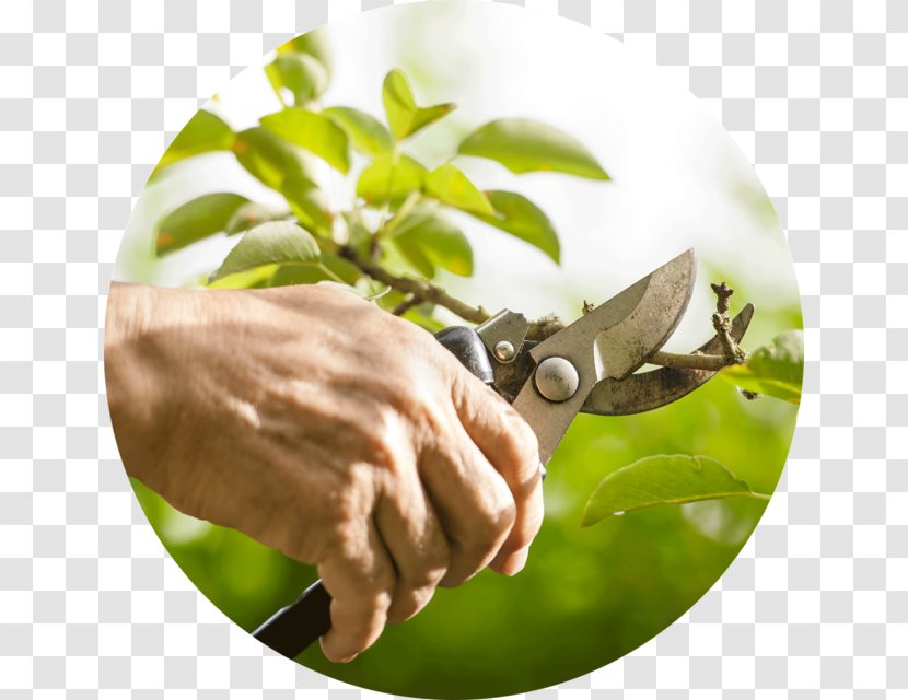 Fruit Tree Pruning Branch Shrub - Alternative Medicine Transparent PNG