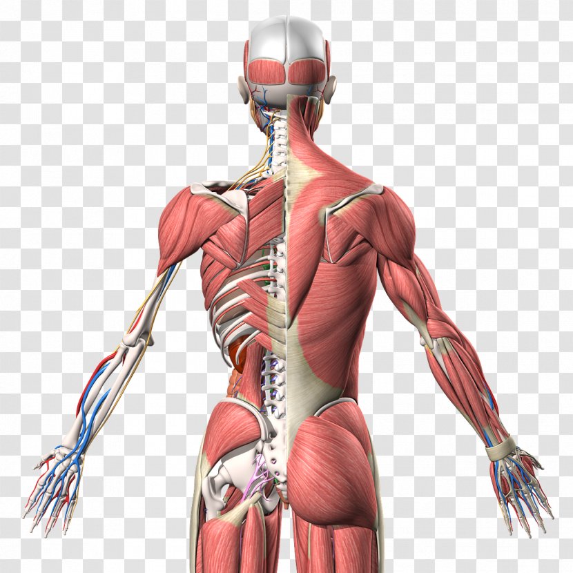 Muscle Homo Sapiens Human Anatomy Back - Cartoon - Arm Transparent PNG