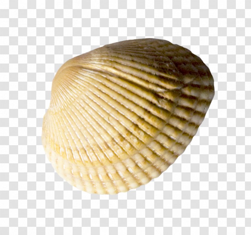 Cockle Seashell Conchology - Shell Transparent PNG