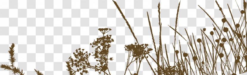 Autumn Common Reed Cartoon - Flora Transparent PNG