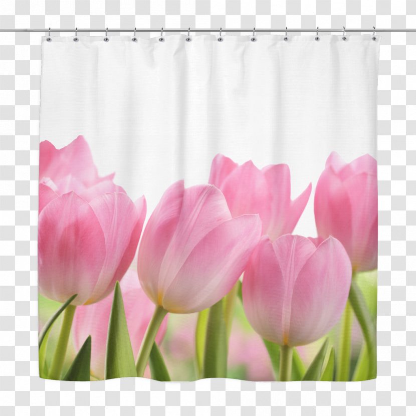 Tulip Cut Flowers Image Stock.xchng Transparent PNG
