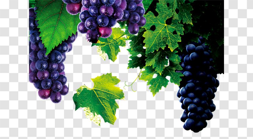Red Wine Common Grape Vine Barrel French - Zante Currant Transparent PNG