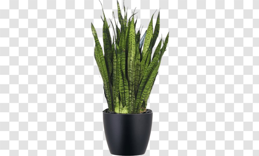 Viper's Bowstring Hemp Sansevieria Cylindrica Dwarf Umbrella Tree Houseplant Zeylanica - Vipers - Motherinlaw Tongue Png Transparent PNG